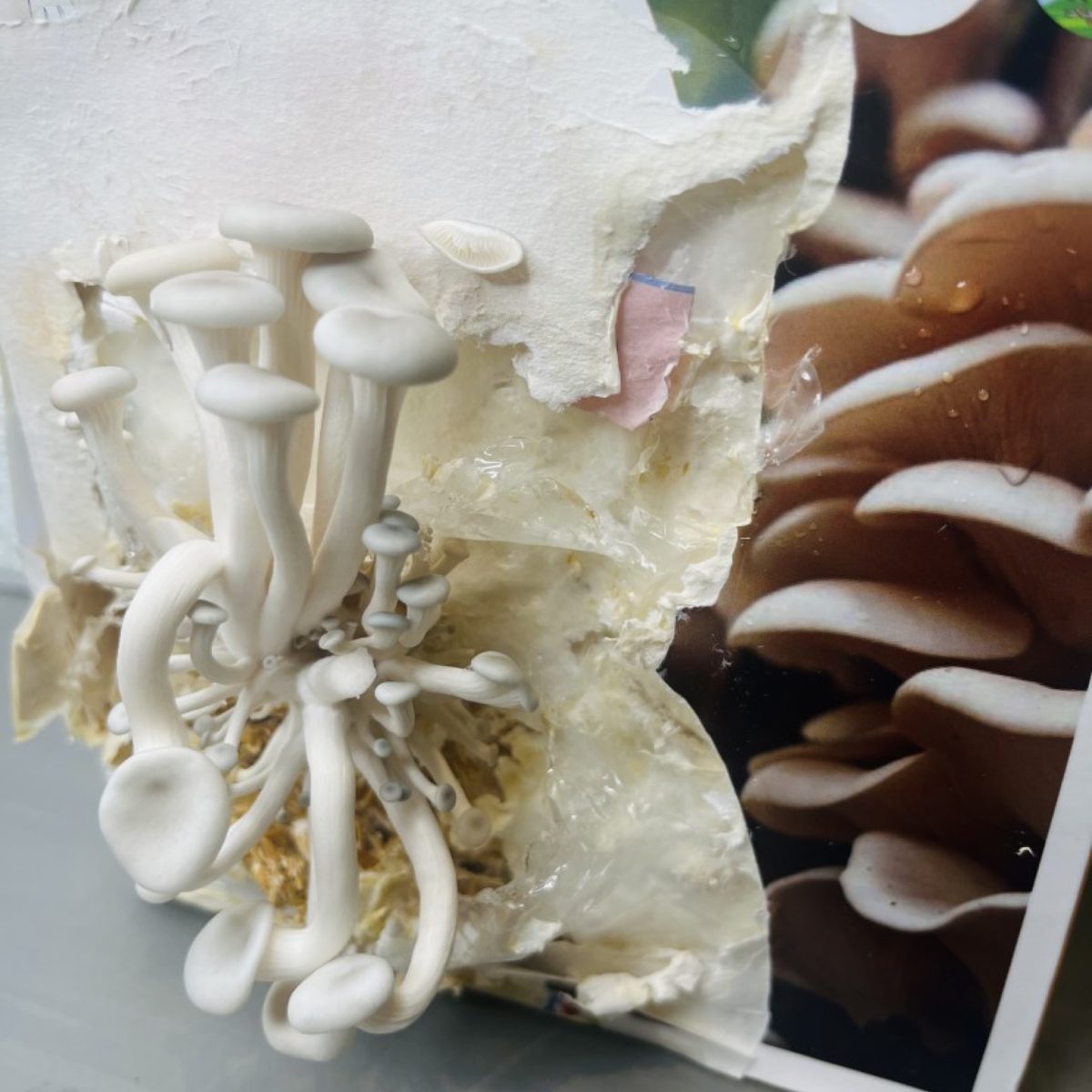 کیت پرورش قارچ صدفی - Image 3