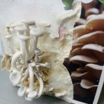 کیت پرورش قارچ صدفی - Image 3