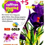 کیت پرورش زعفران