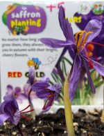 کیت پرورش زعفران - Image 3