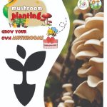 کیت پرورش قارچ صدفی