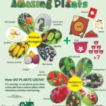 گیاهان شگفت انگیز