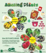 گیاهان شگفت انگیز