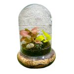 تراریوم شیشه ای