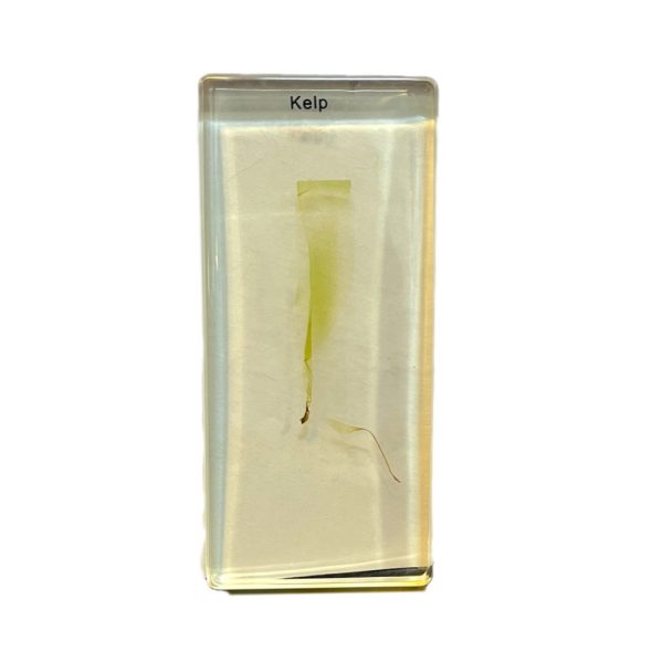 نمونه واقعی جلبک