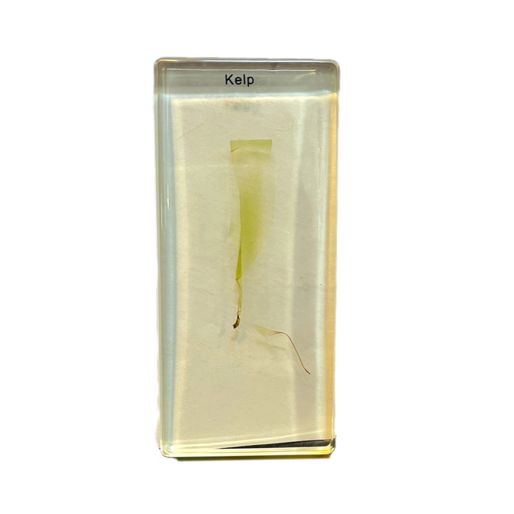 photo-output (11) نمونه واقعی جلبک - Image 1