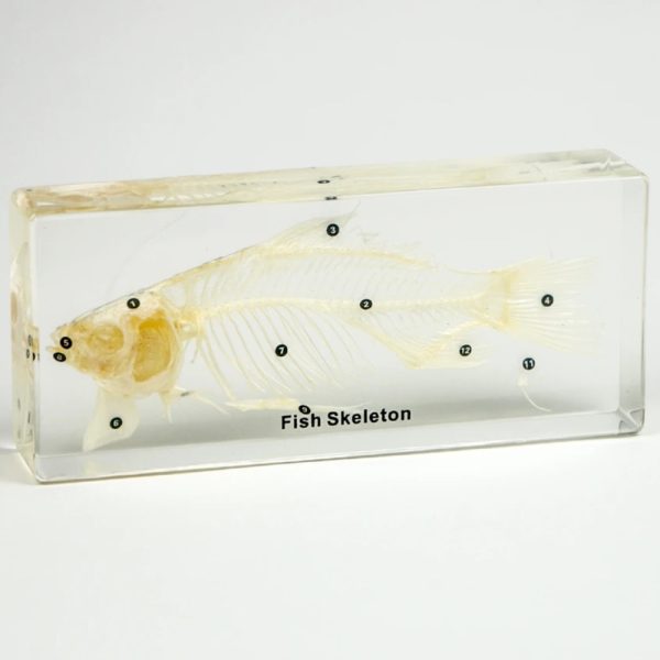 نمونه واقعی اسکلت ماهی