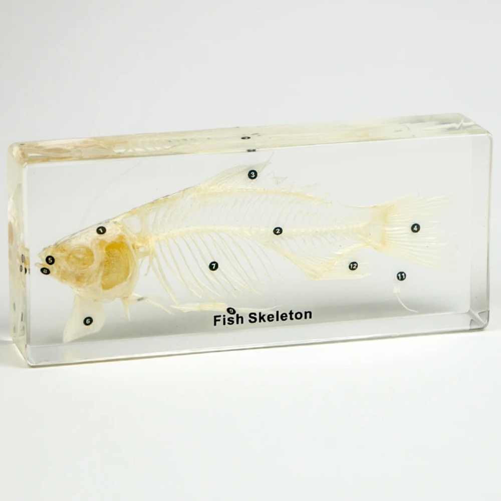 photo-output (8) نمونه واقعی اسکلت ماهی - Image 1