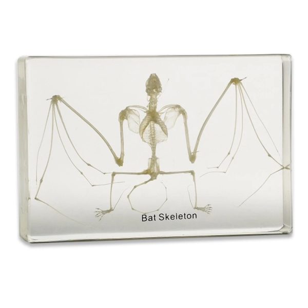 نمونه واقعی اسکلت خفاش